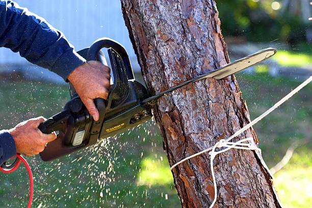 Best Utility Line Clearance  in Clearwater, MN