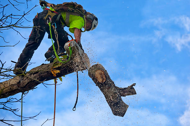  Clearwater, MN Tree Care Pros